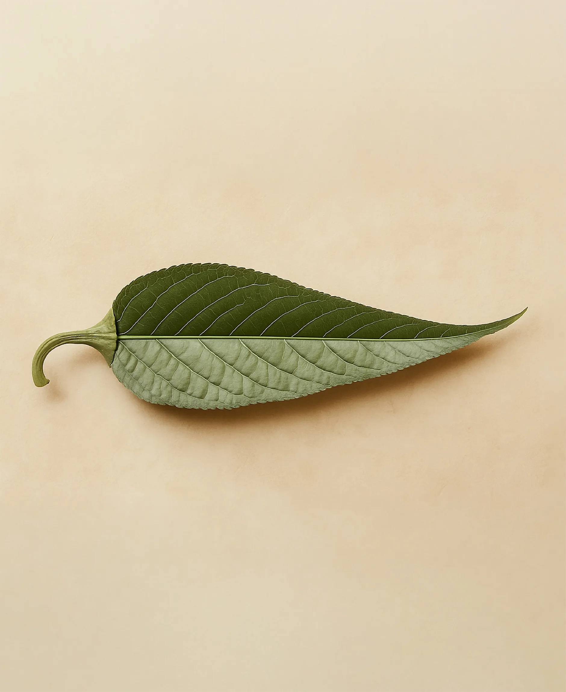 The Green Chilli - Chilli