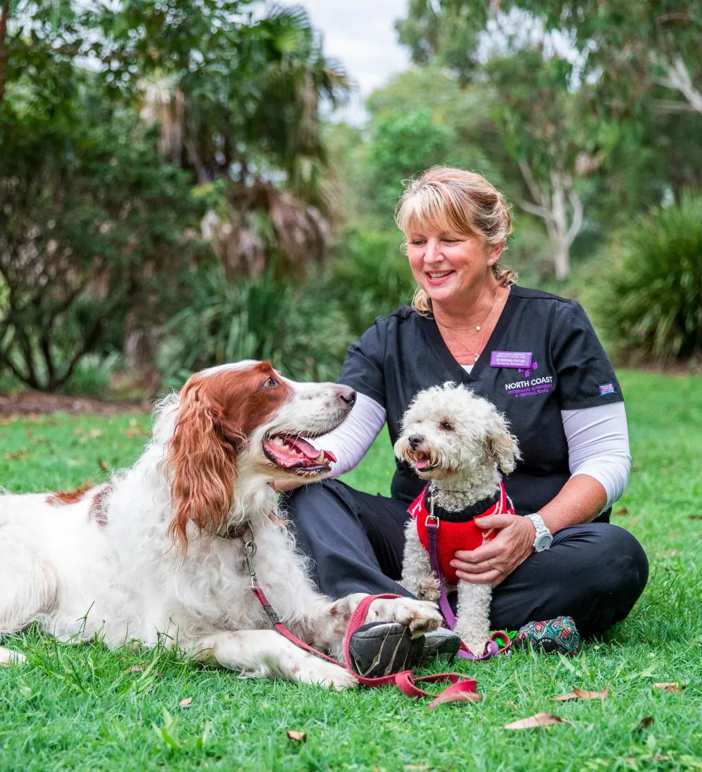 Chilli - Digital Marketing Agency - Sunshine Coast - Chilli